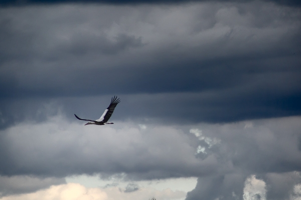Cigogne en vol Cigogne en vol
