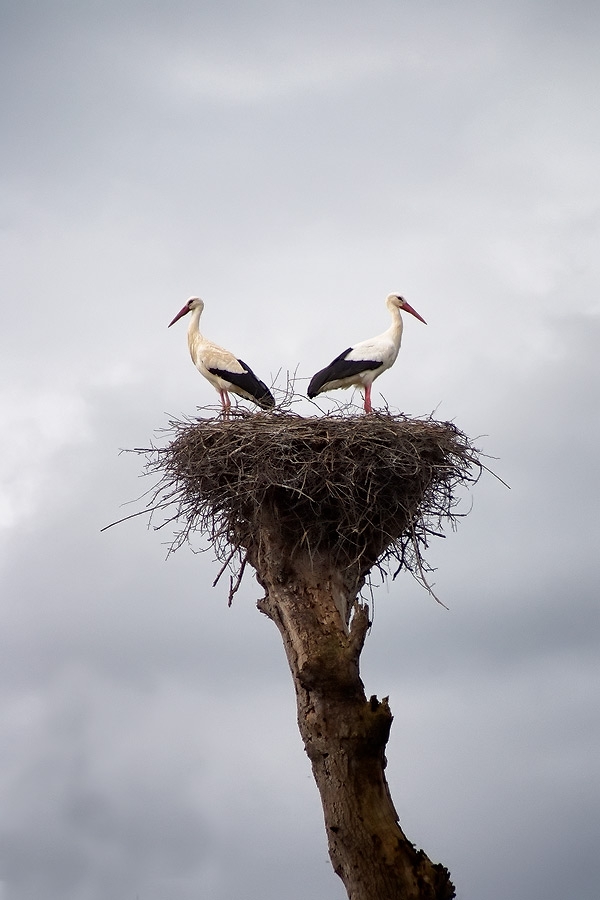Duo de cigognes Duo de cigognes