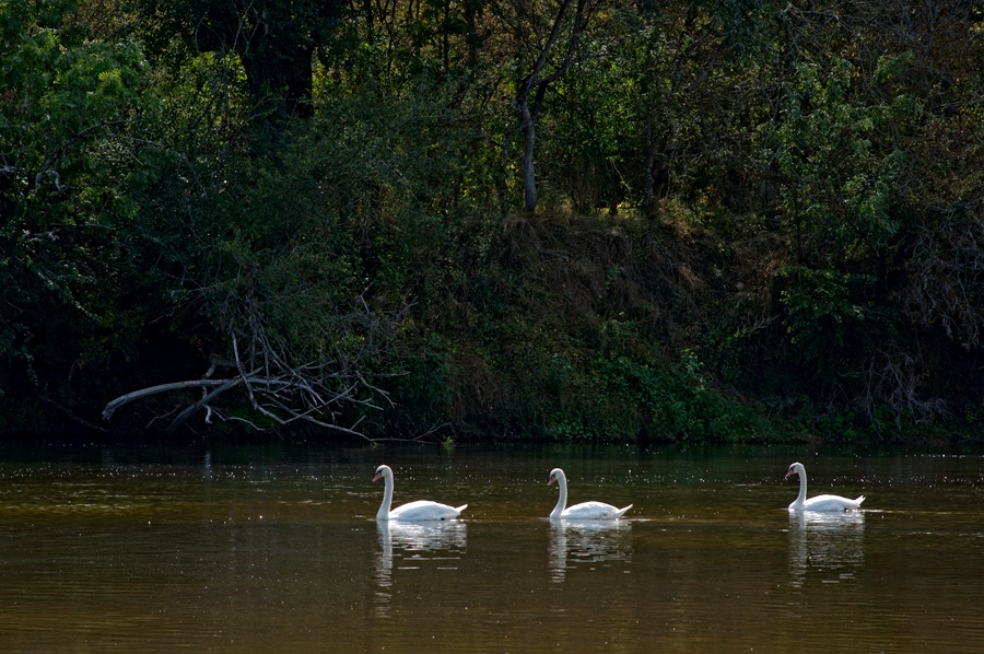 Cygnes Cygnes