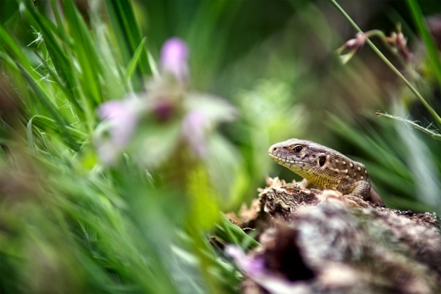 Lézard des souches femelle Lézard des souches femelle
