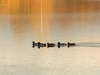 Canards sur le lac