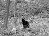 Chat noir