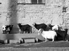 chevres