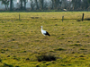 Cigogne