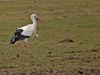 cigogne