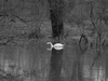 Cygne 