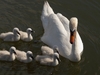 Cygne et cygnons