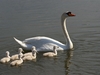 Cygne et cygnons