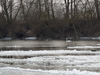 Cygne