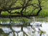 Cygne