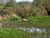 Cygne