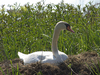 Cygne 
