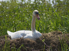 Cygne 