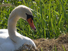 Cygne