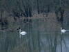 Cygnes 