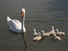 Cygne et cygnons