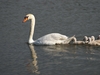 Cygne et cygnons