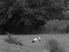 Deux cigognes