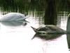 Cygne et petit cygne