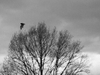 Chauve-souris