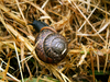 Arianta arbustorum