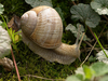 Escargot de Bourgogne