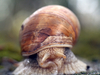 Escargot de Bourgogne
