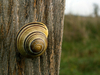 Cepea nemoralis