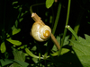 Cepea