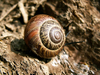 Helix aspersa