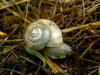 Escargot