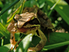 Grenouille rousse