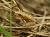 Grenouille rousse