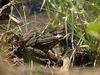 Grenouille verte