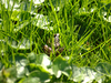 Grenouille verte