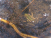 Grenouille verte