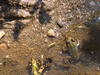 Grenouille verte