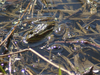 Grenouille verte
