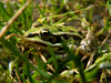 Grenouille verte