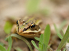Grenouille verte