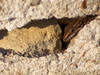 Lézard des murailles