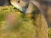 Lézard vert