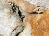 Tête de lézard