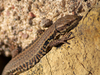 Lézard des murailles