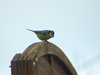 Mésange bleue