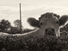 Sacrée vache