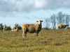Mouton