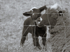Petit mouton