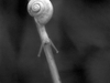 Petit escargot
