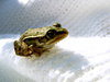Petite grenouille
